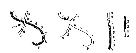 Fig. 21: Meccanismo di induzione di una traslocazione reciproca completa tra cromosomi non omologhi. La freccia indica il sito ove avvengono le due rotture.