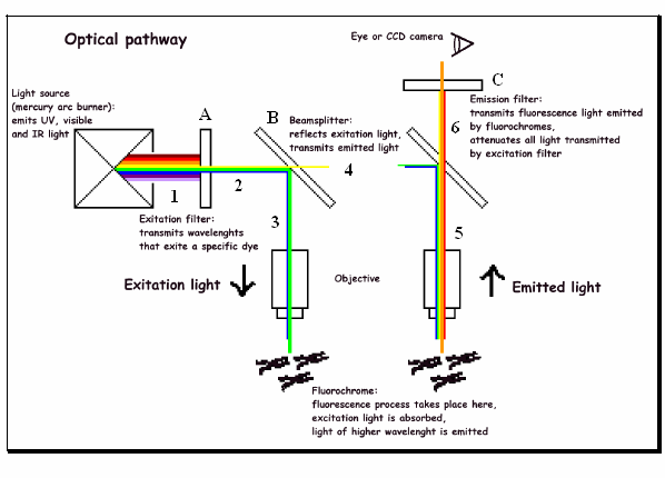 Fig. 49: Schema semplificato del funzionamento di un microscopio a fluorescenza.