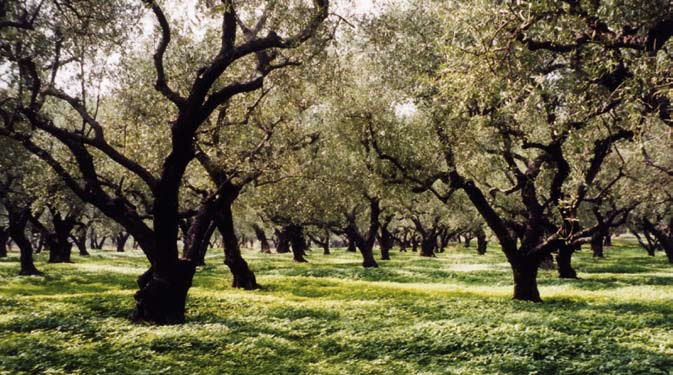 P O L I T I C A E N O R M A T I V E alla produzione, allo scopo di garantire la sostenibilità sociale e ambientale dell olivicoltura.