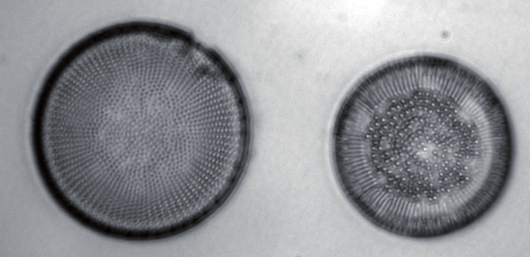 Le diatomee si dividono in due grandi ordini a seconda della loro forma: le Pennales, e le Centrales.