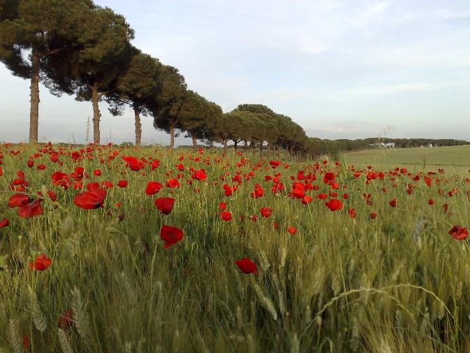 RISERVA NAZIONALE 3 % del pagamento di base nel 2015 priorità per assegnazione diritti all aiuto: giovani agricoltori e agricoltori che iniziano l