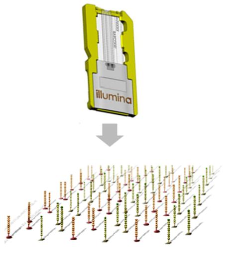 Illumina adaptors (gli adattatori servono a legare il frammento alla cella dove avviene l amplificazione e il sequenziamento (P5/P7) e fungono da primer per la reazione di amplificazione prima e di