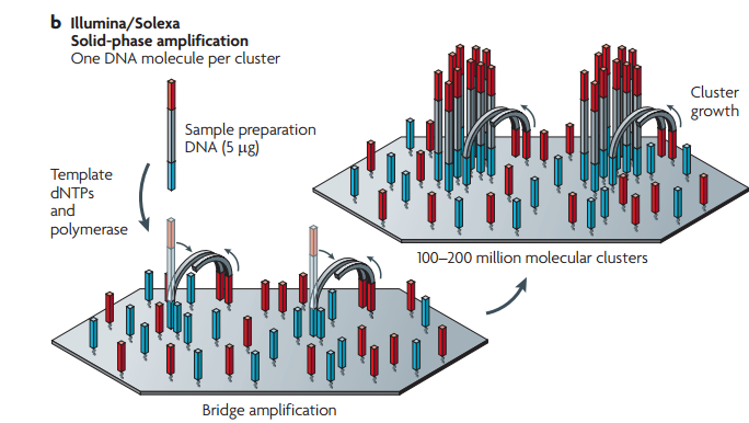 Metodologie principali Solid-phase cluster generation