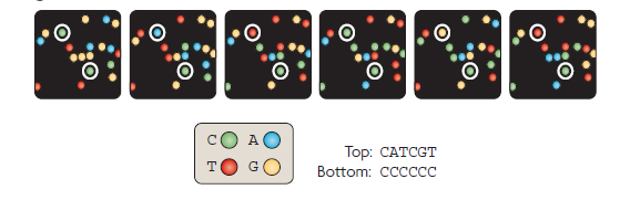 Sequenziamento CRT (Ciclyc Reversible Termination) Fig.7 Sequenziamento CRT.