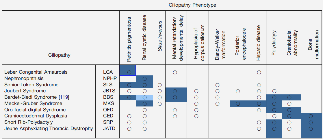 DNAH11 e DNAI1) nell eziopatogenesi della PCD (Olbrich et al., 2002; Knowles et al., 2012; Zariwala et al., 2006; Zariwala et al., 2007).