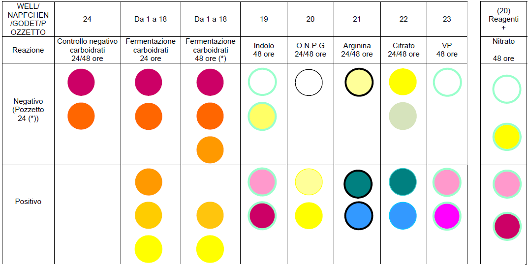 Capitolo III 23 Voges Proskaeur Si individua la procuzione di acetoina dal glucosio dalla formazione di un complesso rosa/rosso in seguito all'aggiunta di α-naftolo e creatina in presenza di KOH