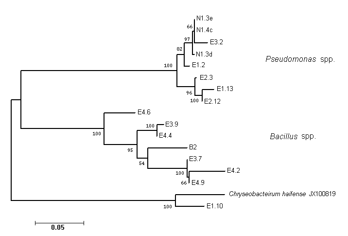 Capitolo III posizione e la distanza filogenetica dei vari isolati ottenuti da larve e uova di M. incognita (Fig. 3.6). L isolato E1.