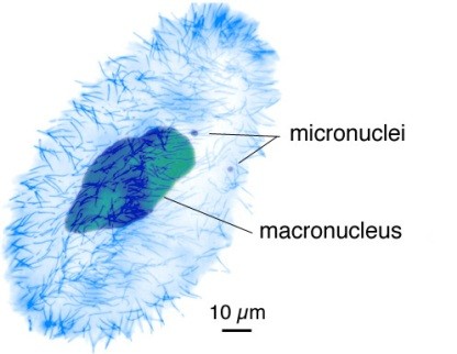 Why Ciliates may represent a valid alternative to the use of animals?