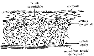 ANATOMIA DELL' EPITELIO CORNEALE L'epitelio corneale si trova a contatto esternamente con il film lacrimale ed internamente con la lamina basale, andando così a costituire lo stato più esterno della