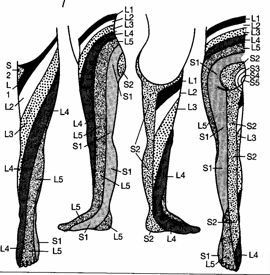 Dermatomeri corrispondenti alle