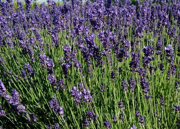 Esternamente verrà inserita un aiuola delimitata da calcestruzzo ad altezza terreno, mentre nel lato che si affaccia alla piscina sarà realizzata nel contorno dell aiuola una panchina con un