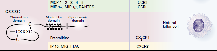 Le chemochine CX 3 C: contengono tre aminoacidi fra i due residui di cisteina, Il solo menbro di questa classe è chiamato FRACTALCHINA.