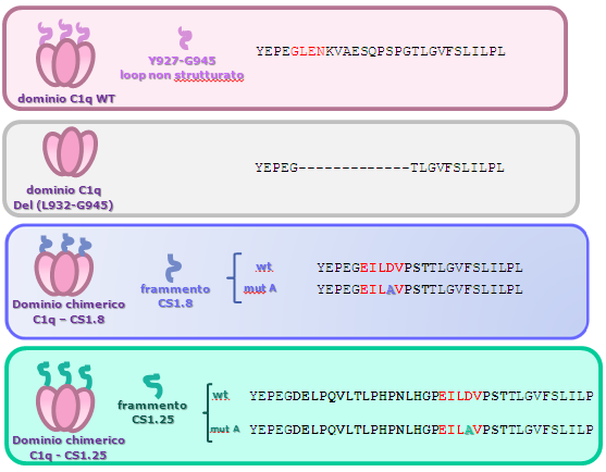 GENERAZIONE DI CHIMERE gc1q -CS1 CS1-BSA