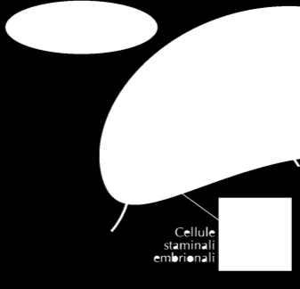 attraverso divisioni cellulari, asimmetriche (capacità detta: long-term selfrenewal): in questo modo possono, quindi, creare sia copie identiche a loro stesse, sia cellule figlie (progenitori) che a