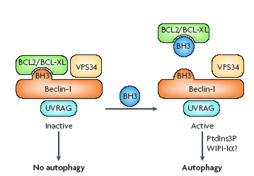 Fig.2 Interazione beclina-bcl-2 mediata dal dominio BH3 nella beclina (Maiuri MC, et al., 2007).