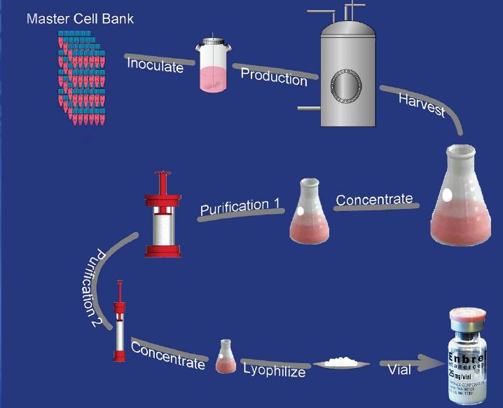 PRODUZIONE DI UN FARMACO BIOTECNOLOGICO Nelle banche cellulari è riposto il segreto aziendale.