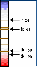 La diagnosi di inf ezione da HI V L immunoblotting negativo o sicuramente positivo non