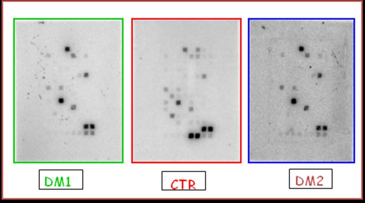 Fig. 7: Geni presenti sul filtro utilizzato per l array Fig 8: Risultato dell