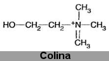 Molecular Diagnostic (n-acetilaspartato (NAA), colina (Cho), creatina + fosfocreatina (Cr), glutammato e