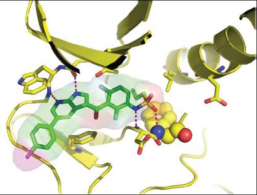 Dabrafenib ERK Cellular proliferation Vemurafenib / Dabrafenib