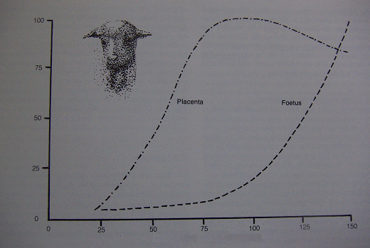 Importanza della gravidanza Lo sviluppo della placenta precede quello fetale il feto si accresce molto a fine gravidanza Peso feto (kg) Maggiore produzione di latte Peso