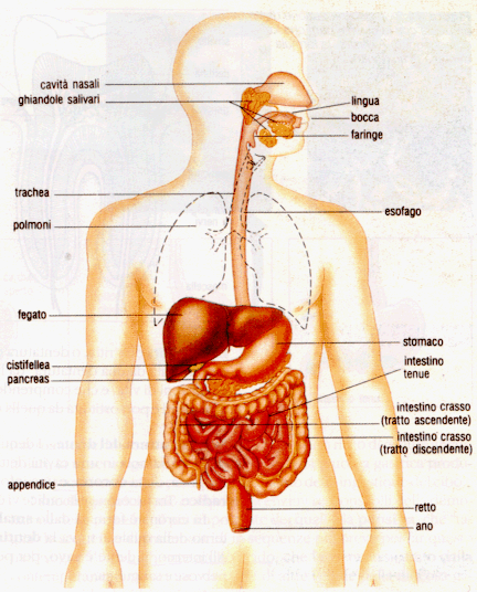 L'APPARATO DIGERENTE L'apparato digerente è l'insieme di organi e di strutture che permettono l'assunzione degli alimenti e la loro trasformazione in sostanze assimilabili dall'organismo.