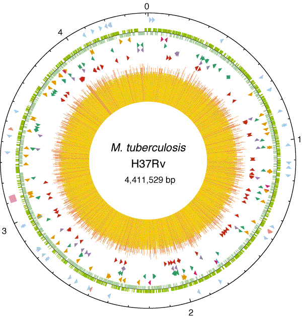 GENOMICA GENOMICA DEL BACILLO TUBERCOLARE branca della biologia molecolare che si occupa dello studio del genoma degli organismi studio della struttura, contenuto, funzione ed evoluzione del genoma