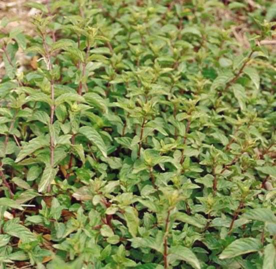 MENTA PIPERITA Utilizzo delle piante aromatiche NOME SCIENTIFICO: Mèntha piperìta L. Labiatae. NOME IN VERNACOLO: Amenta.