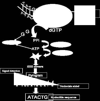 5. quando la degradazione è terminata, viene aggiunto un altro dntp (ritornando alla fase 2).