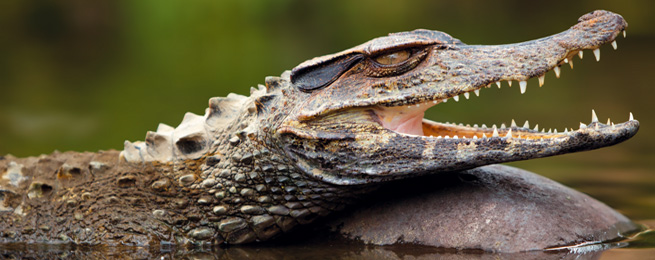 BRASILE NATURALISTICO - PARTENZA 3 AGOSTO 3 ecosistemi: Amazzonia, Savana (Cerrado) e Pantanal Il tour prevede tutti i trasferimenti privati su strade asfaltate e parzialmente sterrate.