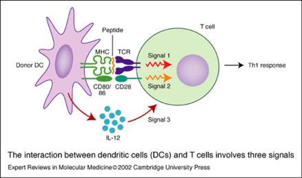 PIDOTIMOD up-regola l espressione di molecole co-stimolatorie CD80 e CD86 e la maturazione delle Cellule Dendritiche Stimolazione con pool di peptidi di