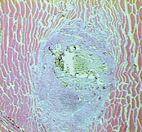 L applicazione generale di questi test prevede il taglio del materiale in un campione della forma desiderata, la sterilizzazione di tale campione e il suo impianto in condizioni asettiche.