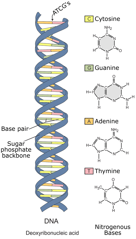 2.1 Concetti e strumenti di base 6 Figura 2.1: La struttura del DNA, dalla cellula agli acidi nucleici. una combinazione unica di residui monomerici presenti nella cellula chiamati aminoacidi.