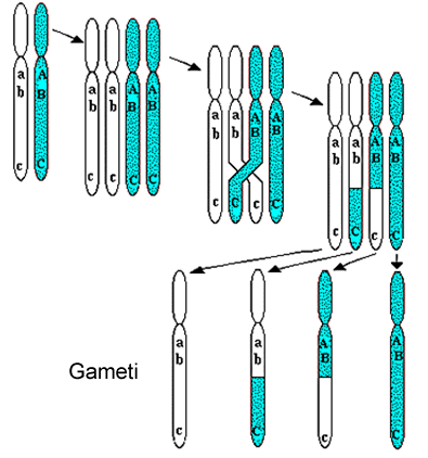 2.1 Concetti e strumenti di base 9 Figura 2.3: Esempio di crossing over, con configurazione coupling e repulsion.