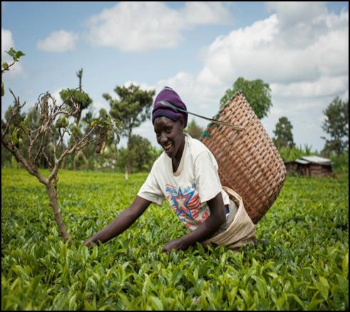 Inoltre, nel giugno 2012, l azienda ha collaborato con Livelihoods Fund, un progetto con lo scopo di piantare