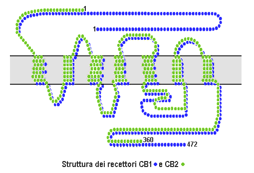 basali, nel cervelletto e nel prosencefalo limbico (ipotalamo, ippocampo e cingolo anteriore) e sono relativamente assenti nei nuclei del tronco cerebrale.