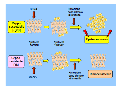 Schema illustrante la differente suscettibilità dei ceppi di ratto BN ed F344 alla cancerogenesi epatica indotta secondo il modello dell epatocita resistente.