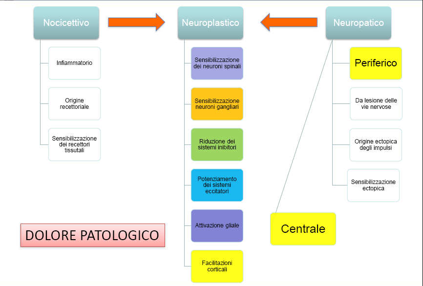 NEUROPLASTICO