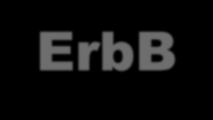 The EGFR (ErbB) family and ligands EGF TGF Amphiregulin -cellulin HB-EGF Epiregulin Heregulins NRG2 NRG3 Heregulins -cellulin 100 44 36