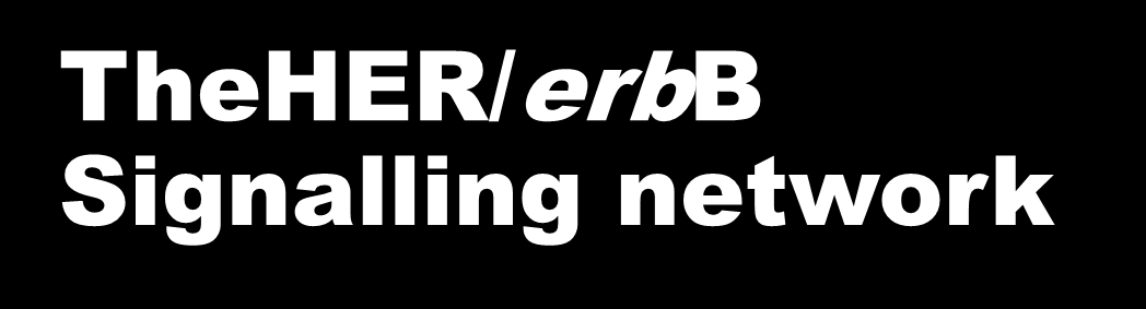 TheHER/erbB Signalling network LPA, thrombin ET, etc.