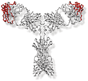 Progressi nel trattamento del carcinoma colorettale metastatizzato 1960 1980 1985 1990 1995 2000 2005 5-fluorouracile O CH 3 Acido folinico N N CO