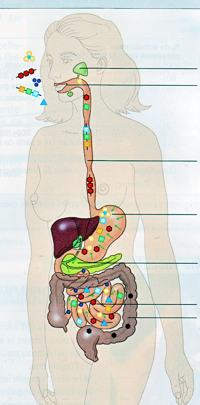 b. Riconoscere il percorso meccanico della digestione : masticazione... c. Riconoscere il percorso meccanico della digestione chimica : succhi gastrici, succhi pancreatici, succhi intestinali, saliva.