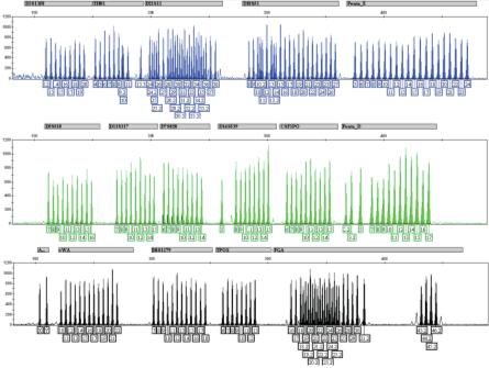 Analysis STR: Protocollo Amplificazione e marcatura dei loci STR; separazione elettroforetica; analisi dei