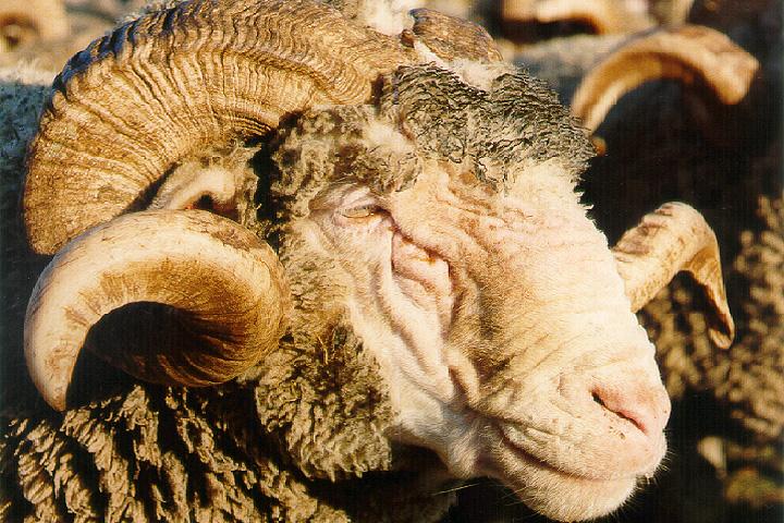 Figura 5: pecora adulta e agnello di razza Merinos D Arles (UFR Génétique, élevage et re production - AgroParisTech ).