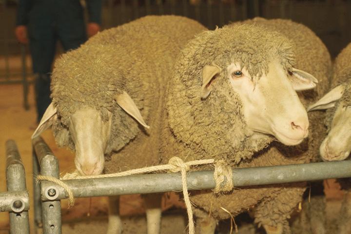 Figura 8: pecore di razza Merinos Est-a-Laine al pascolo sulle Alpi francesi (UFR Génétique, élevage et re production - AgroParisTech ).
