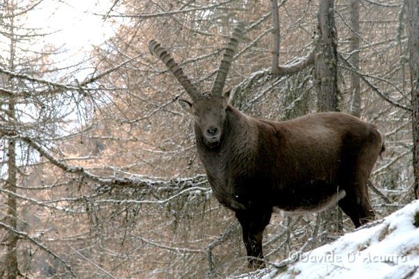 VERTEBRATI DI INTERESSE REGIONALE Durante l autunno 2014 la struttura FLORA, FAUNA, CACCIA E PESCA del DIPARTIMENTO RISORSE NATURALI E CORPO FORESTALE (Assessorato