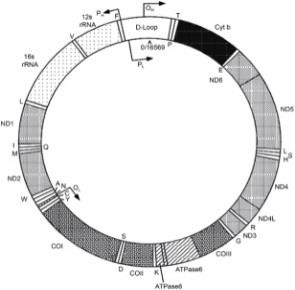 IL DNA BARCODING PER INSECTA E VERTEBRATI DNA a supporto dell identificazione delle specie analisi gene mitocondriale CITOCROMO C OSSIDASI I (COI o cox1) BARCODE FAUNA 650 pb circa del COI vantaggi: