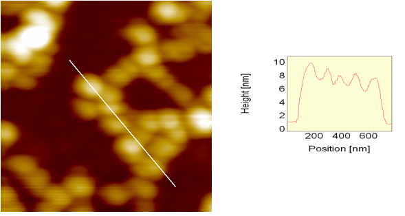 5. Metodo sperimentale e risultati 89 Fig. 5.18: Immagini rappresentative per le strutture a 'catena di perle' su mica, per t = 0h (A) e t = 48h (B).