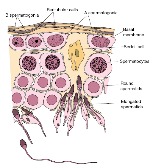 Introduzione 8, 16 (e a volte anche 32) spermatogoni Aal.