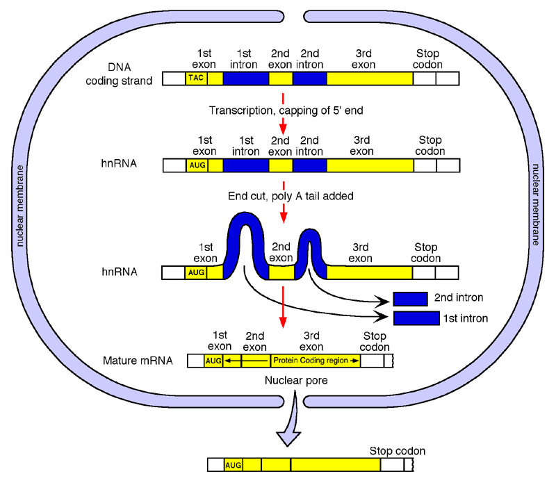 Il DNA genomico di un gene contiene gli introni Per